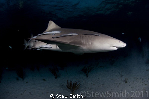 Lemon Shark at dusk by Stew Smith 